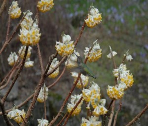 Edgworthia Chrysantha