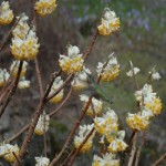 Edgworthia Chrysantha